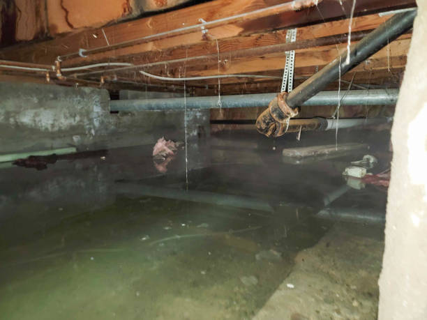 Best Sewage cleanup and water damage restoration  in Minster, OH