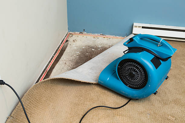 Best Water damage cleanup near me  in Minster, OH